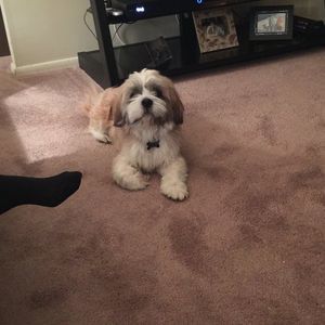 Meet your Posher, Lemonaide